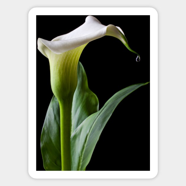 Calla lily with drip Sticker by photogarry